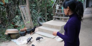 Kimchheng feeding chicken in front of her house in Siem Reap, Camnbodia