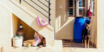 A dog stands at the entryway to a home in India.