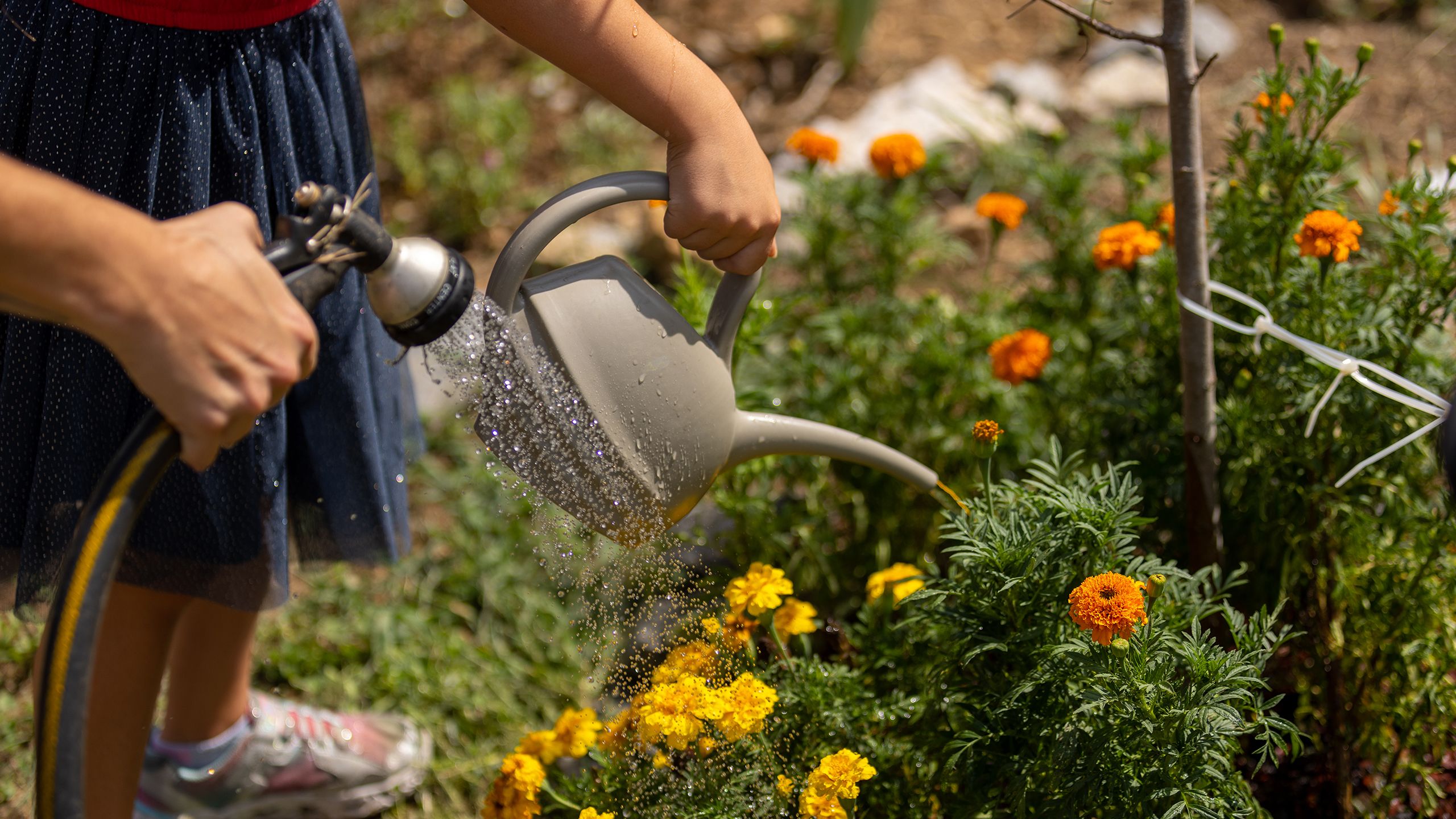 A small girl waters marigolds with a watering can. Behind her, her mother uses the hose to help.
