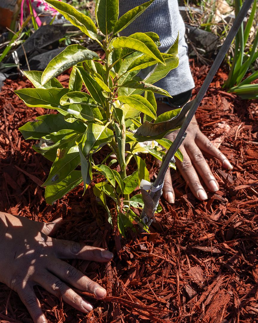 Closeup on a person's hands patting mulch down around a newly planted shrub.