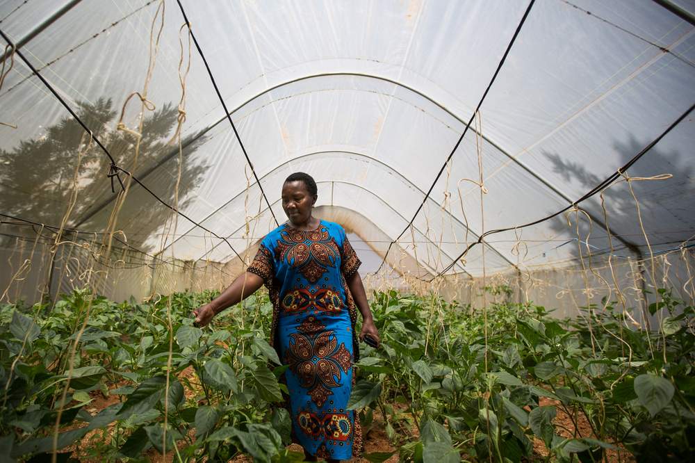 KWFT also enabled Nditty to learn more about greenhouse farming.