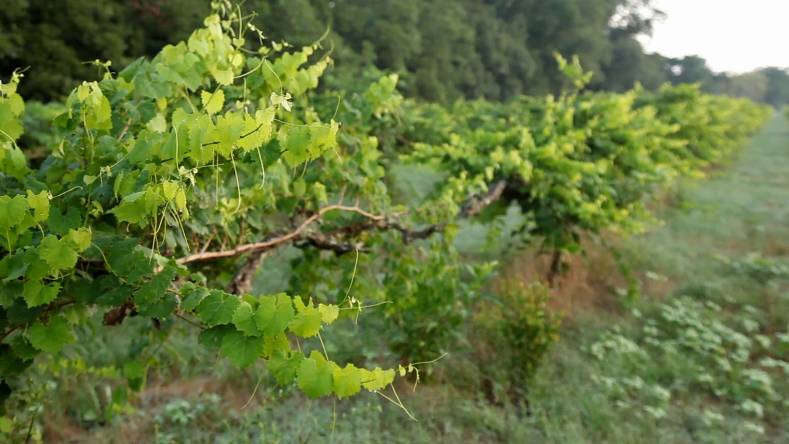 Grapevines in a vineyard Koinonia Farm.