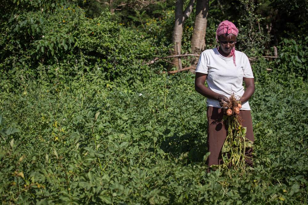 To repay her loan, Jane raised further revenue from selling her cow’s milk and growing tea and potatoes to be sold at her new shop.