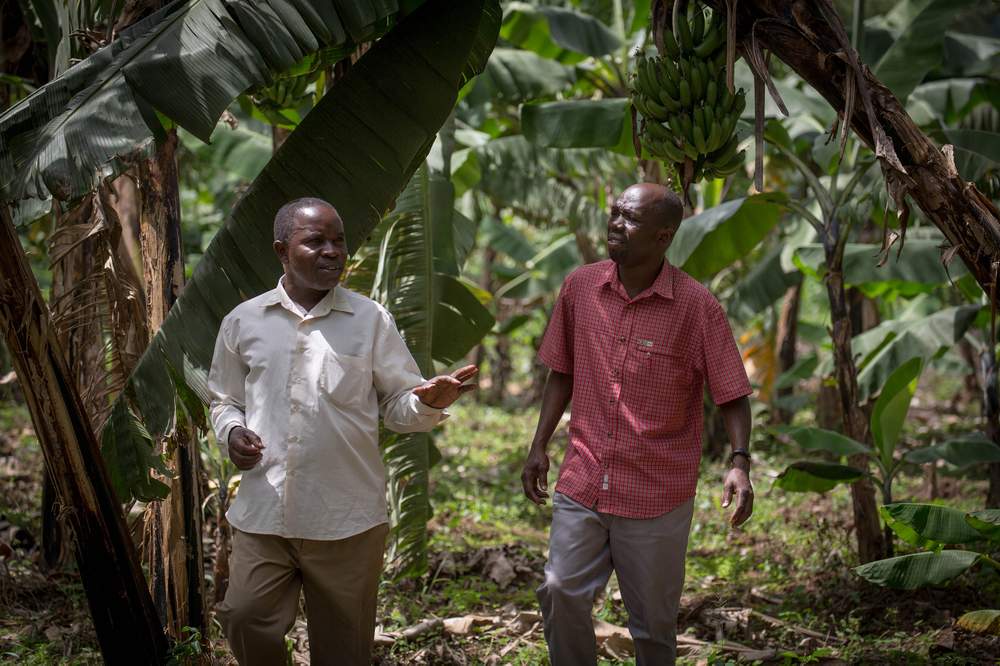Luweero credit officer David Omolo (right) inspects David Senkengu’s banana farm.