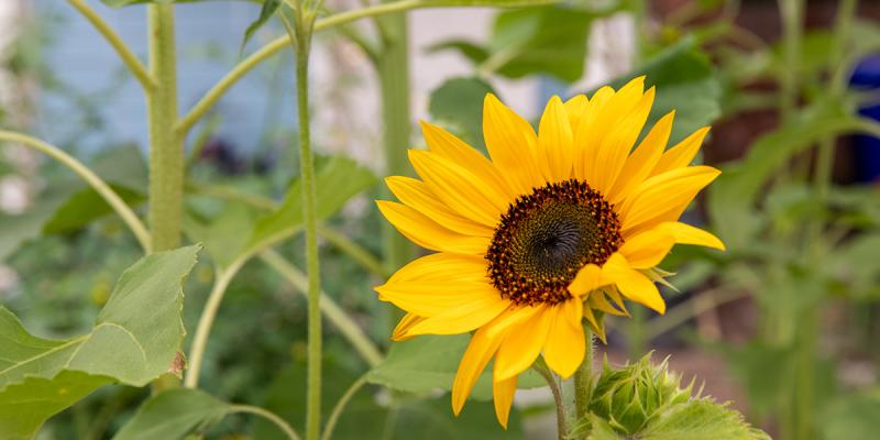 A close-up of a sunflower with a house in the background.