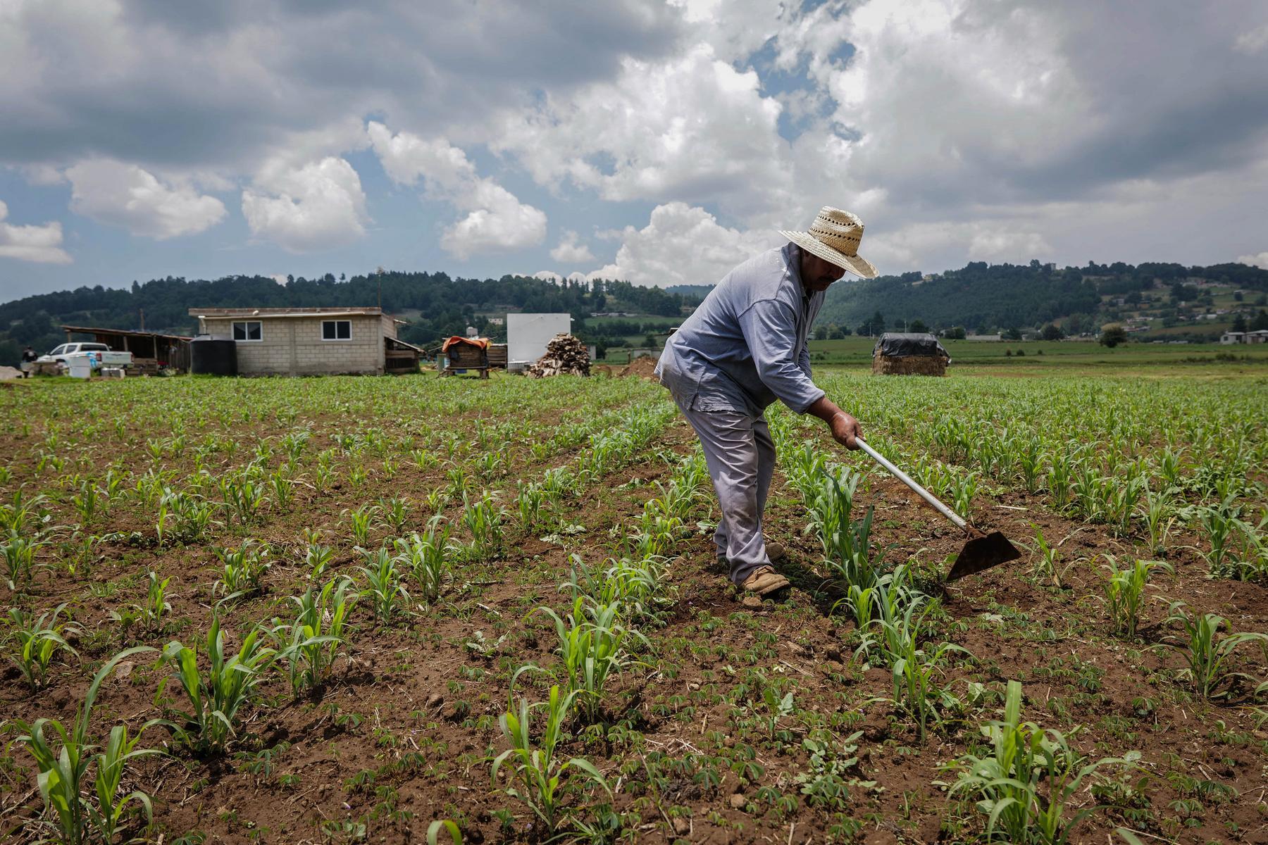 A man works on his maize crop, tilling the soil. He is wearing a cowboy hat and blue jeans and blue shirt.