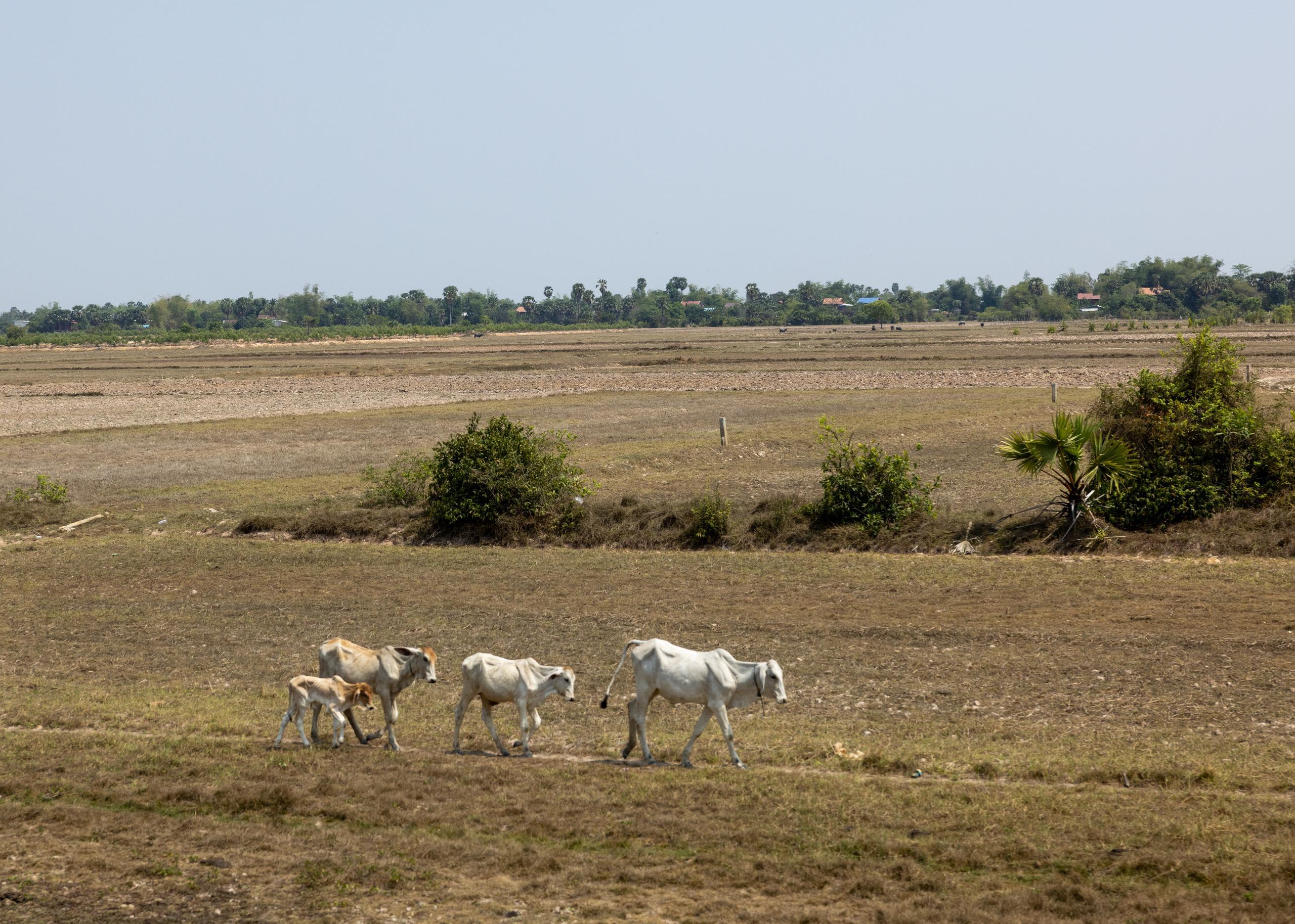 Cattle walking through a field outside Siem Reap, Cambodia