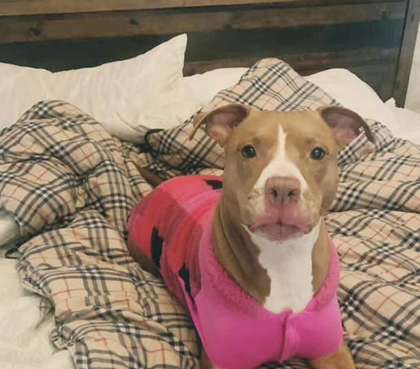 Red/brown pit bull with a white muzzle and chest in a pink checkered jacket on a bed with a brown plaid blanket. 