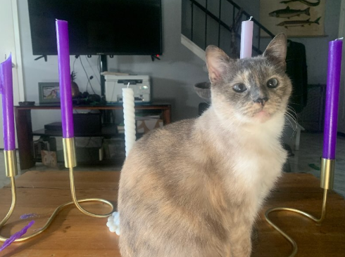 gray and cream cat with blue eyes siting in front of three purple, one pink and one white taper candle. 