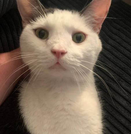 White and gray cat with big green eyes. 