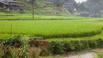Landscape, rice fields, China