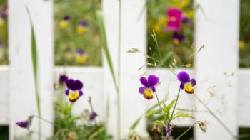 Flowers in yard.