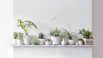 Plants on a shelf.