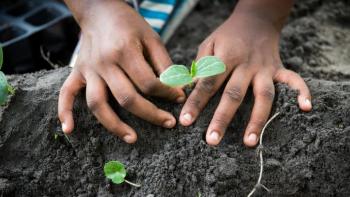 Two hands planting a small budding plant.