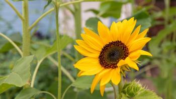 A close-up of a sunflower with a house in the background.