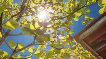 Trees with the sun peaking through and the corner of a roof visible.