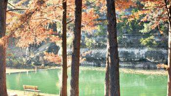 Frio river in the background against gray stone. Six skinny trees with orange pine needles in the foreground. 