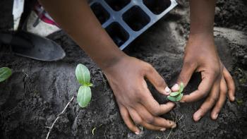 close up shot of hands carefully planting a seedling in dark soil