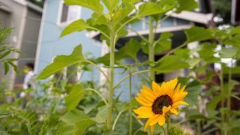 Sunflower with house in the background.