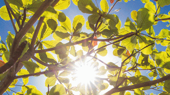 Sun shining through tree