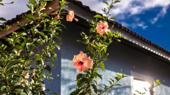 A blue house with pink flowers in front of it.