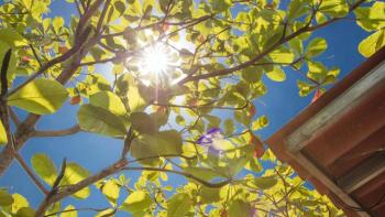 Tree branches with the sun shining through and the corner of a roof, seen from below.