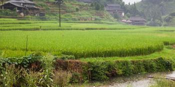 Landscape photo, rice fields, China