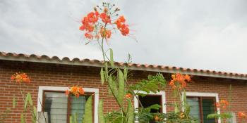 House with flowers, Bolivia