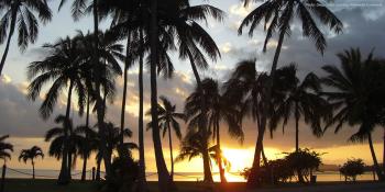 Palm trees