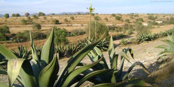 Mexico volunteer trip