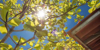 The sun shines through the trees near a roof.