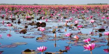 Thailand lake lilies