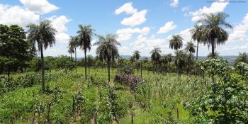 Paraguay landscape