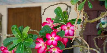 Flowering plant outside a Habitat home in 2009 Carter Work Project site, Chiang Mai, Thailand