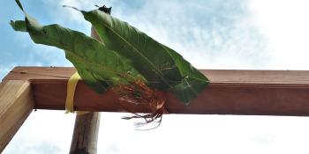 Mango leaves tied to a door post in Sri Lanka to mark auspicious start to constructoin