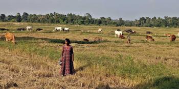 Nalini in the field among her herd of goats and cows in Sri Lanka