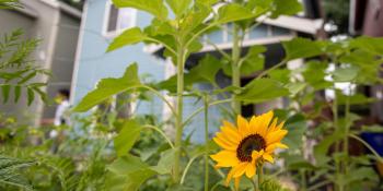 Sunflower with house in the background.