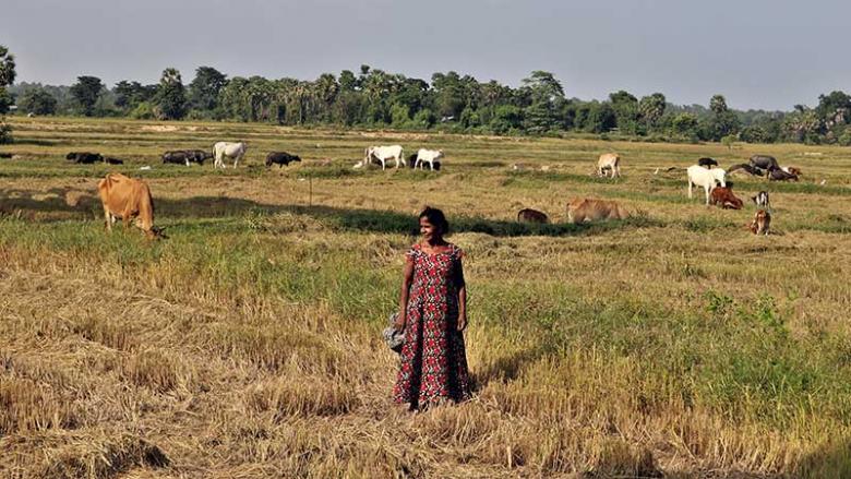 Nalini amid her herd of cows and goats in in the field in Sri Lanka