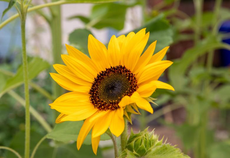 Close-up of a sunflower.